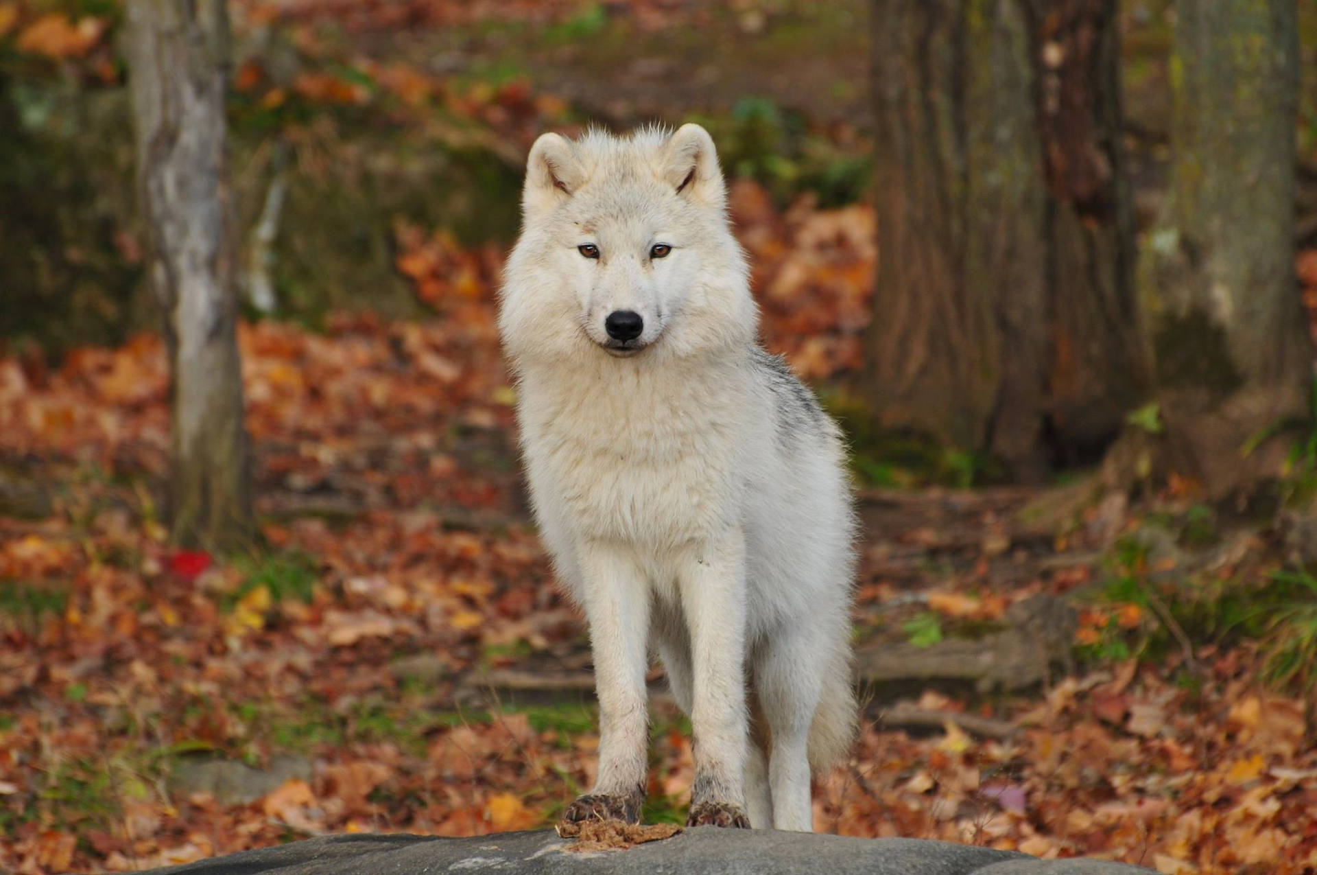 Wolf Wallpapers