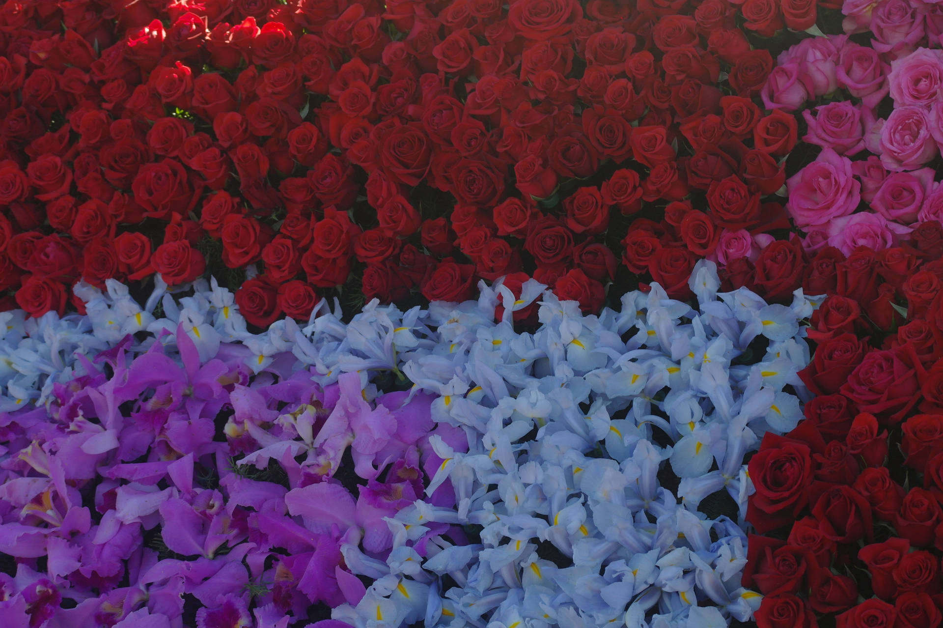Floral Wallpapers