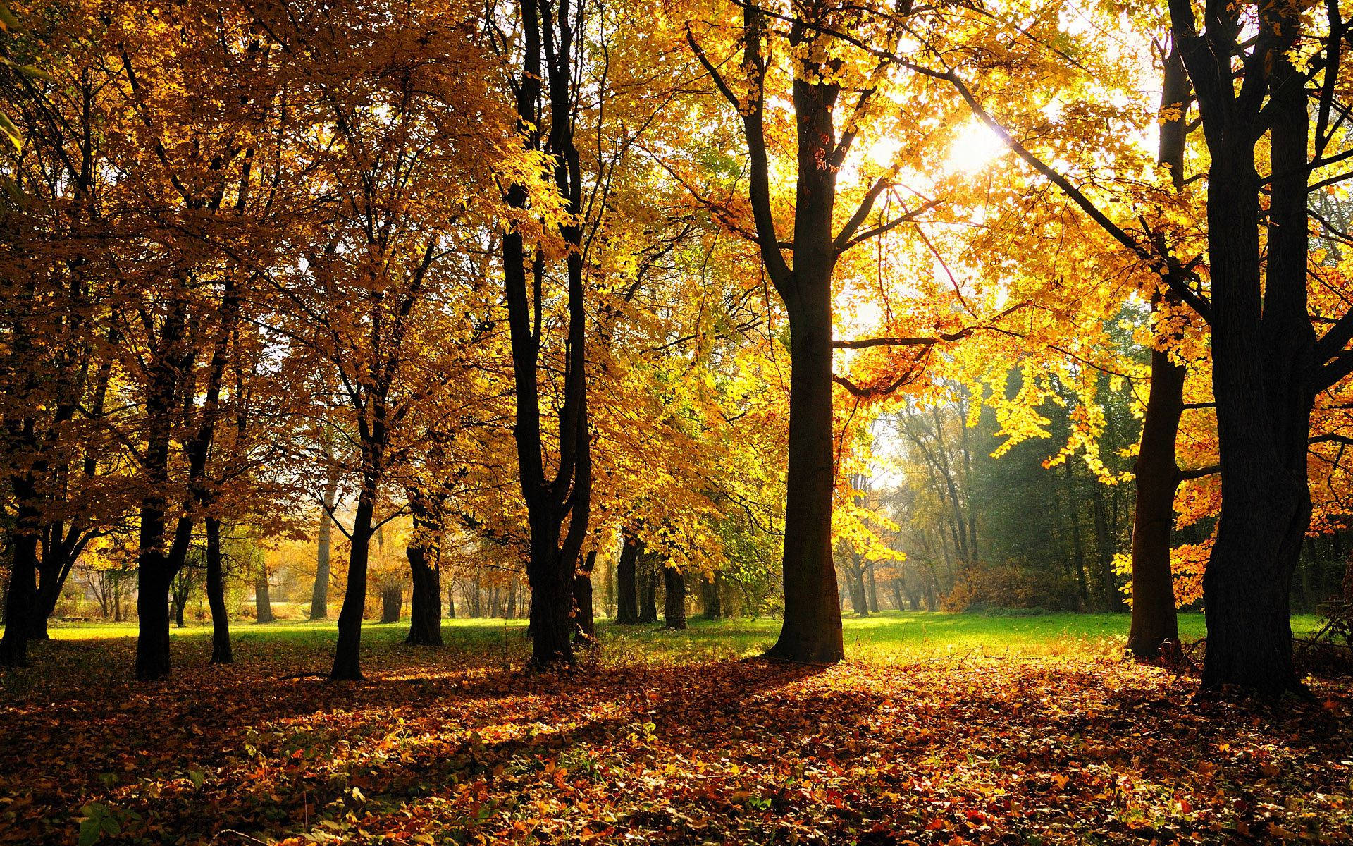 Autumn Wallpapers