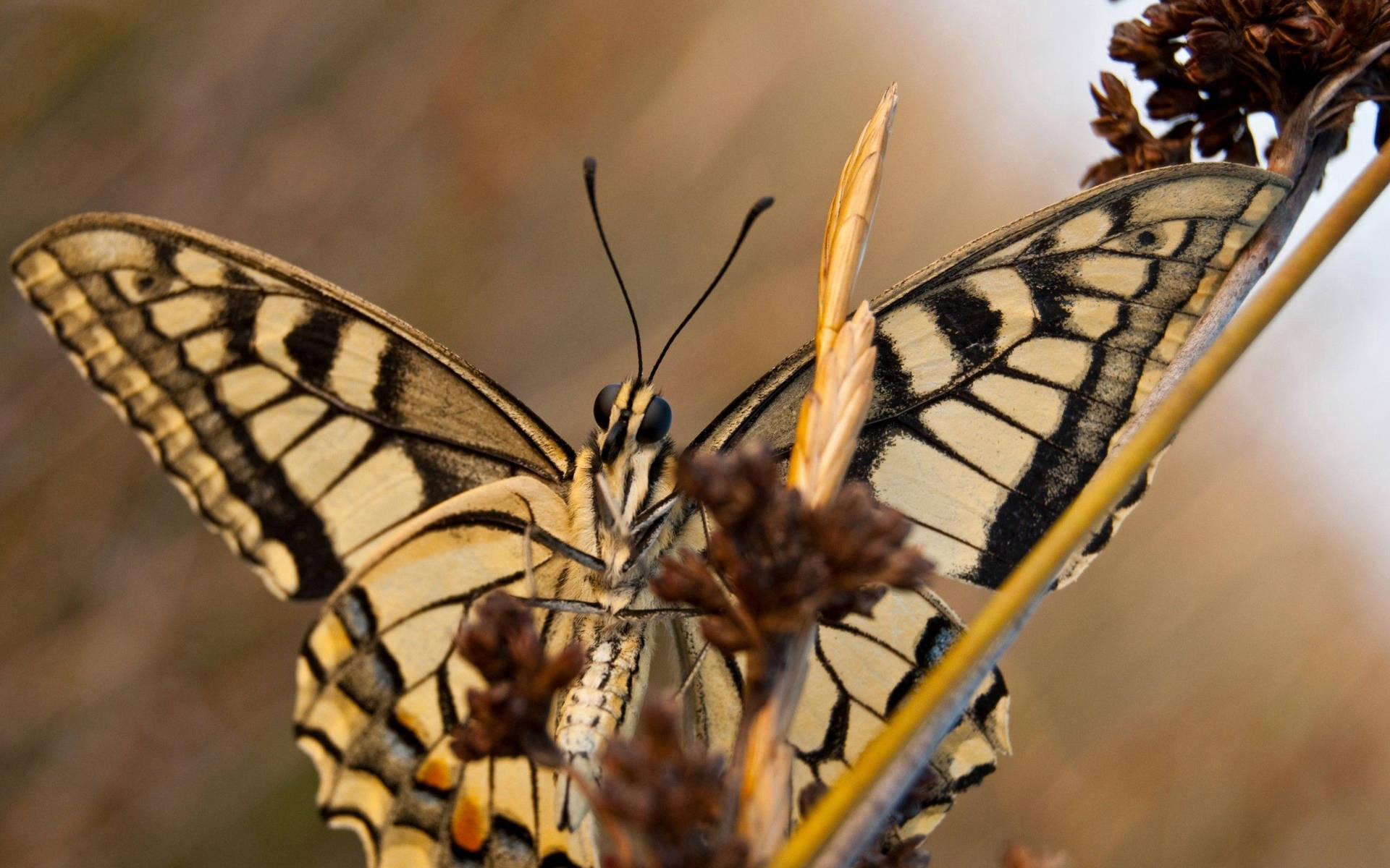 Butterfly Wallpapers