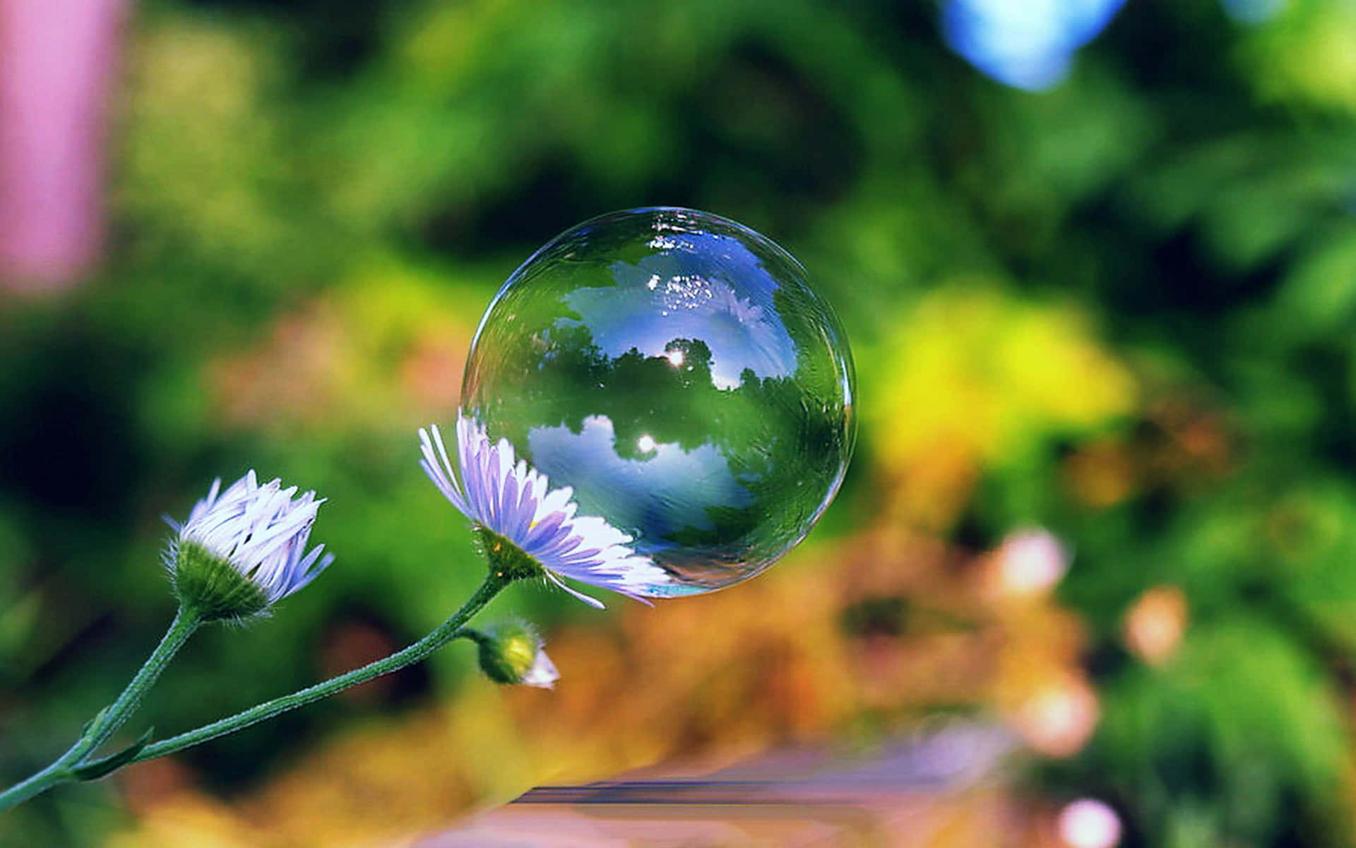 Flower Background
