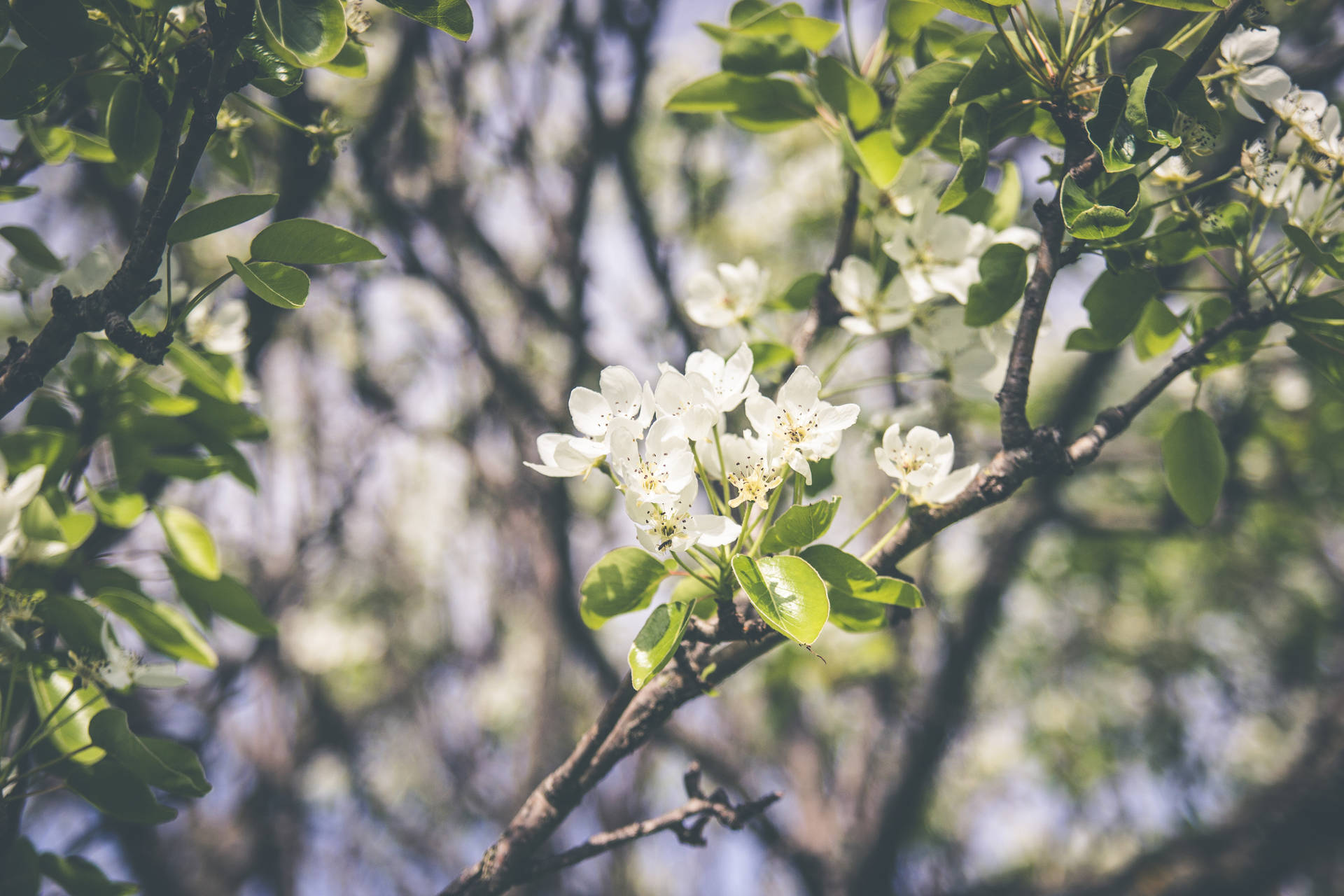 Spring Wallpapers
