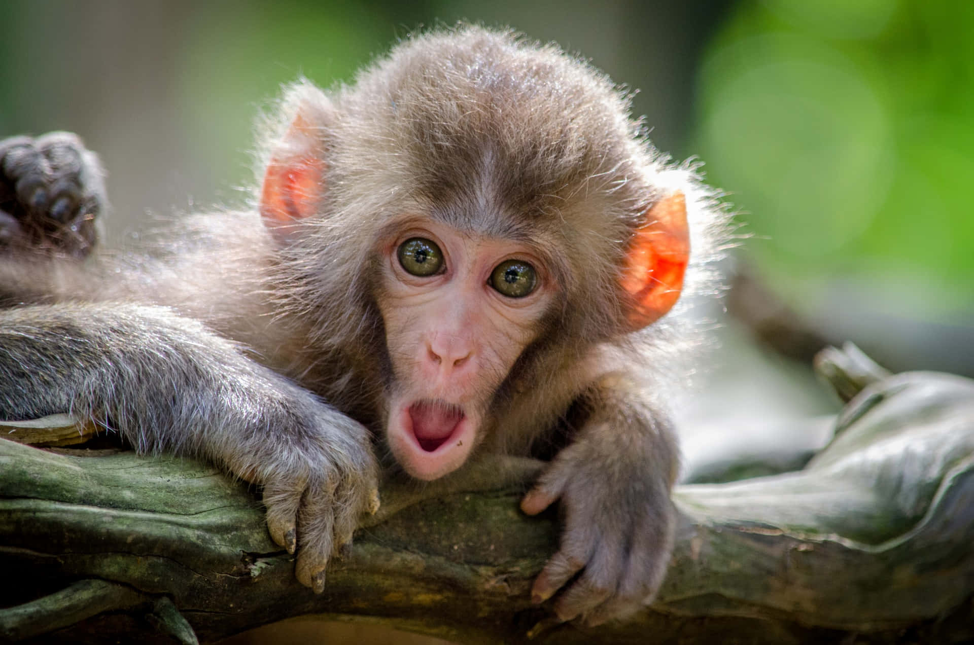 Animal Pictures