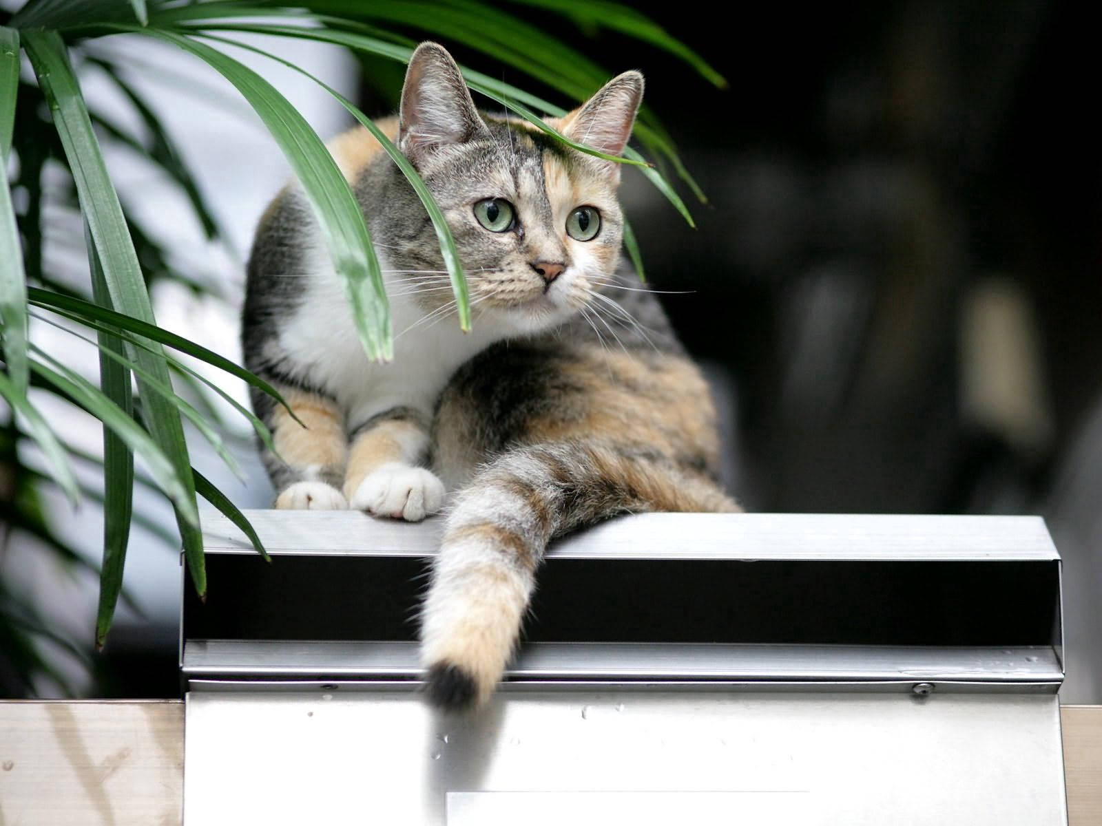 Cat Wallpapers