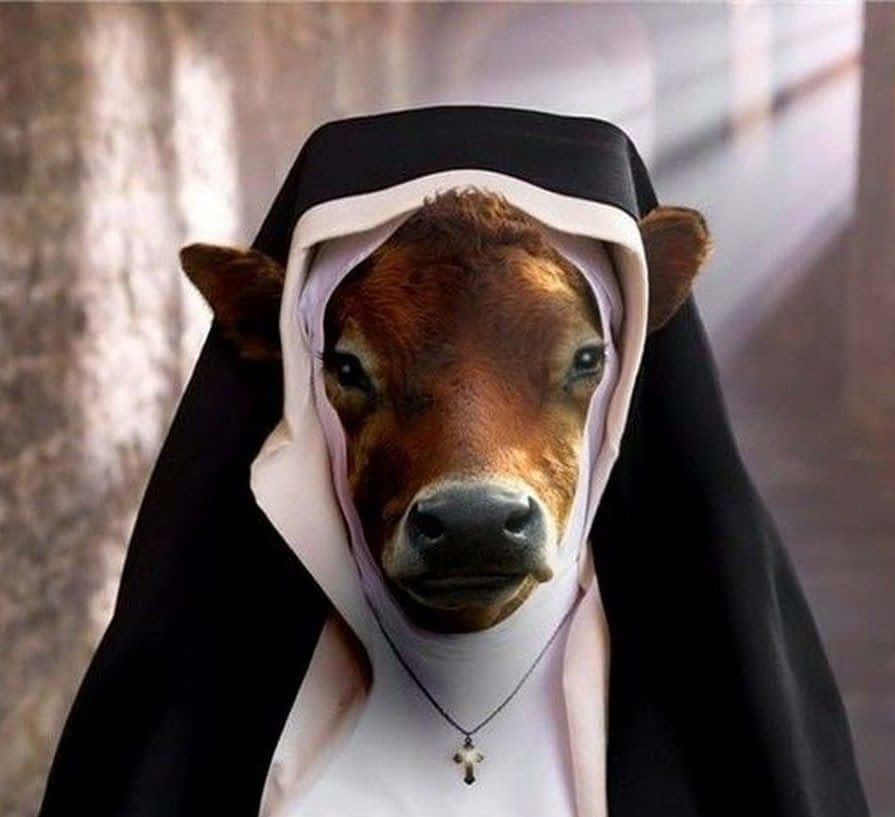 Cow Pictures