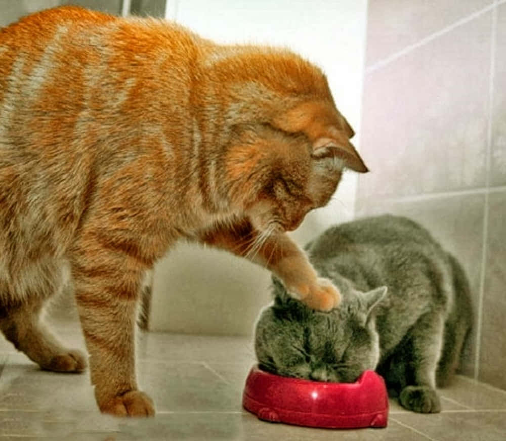 Funny Cat Pictures