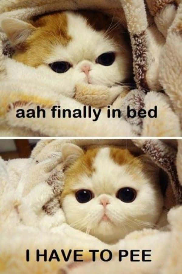 Cute Cat Pictures