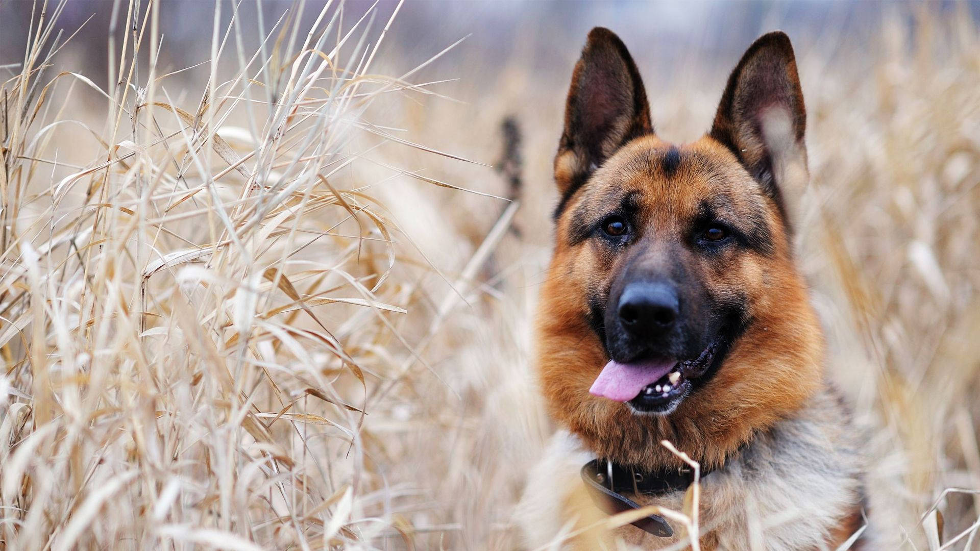German Shepherd Animal Wallpaper