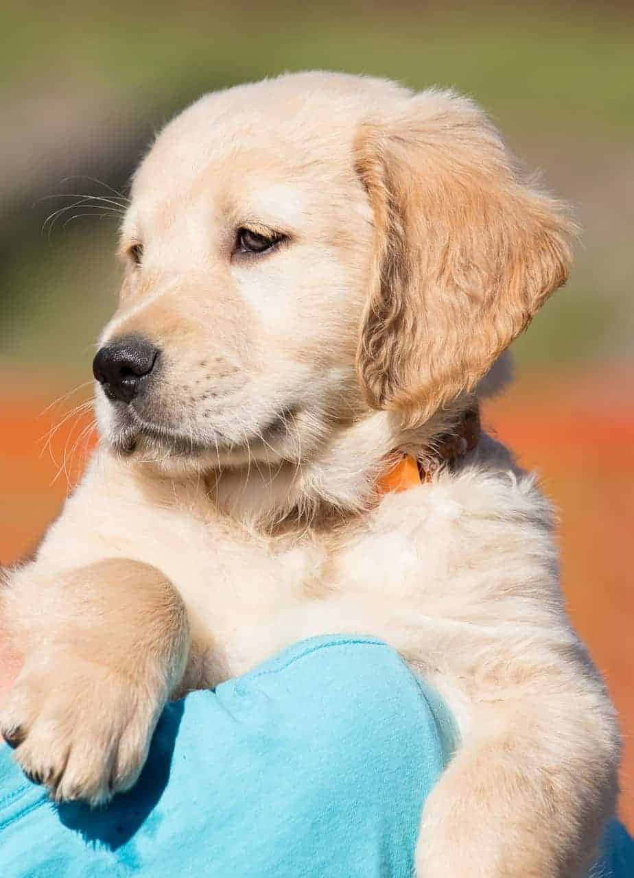 Puppy Pictures