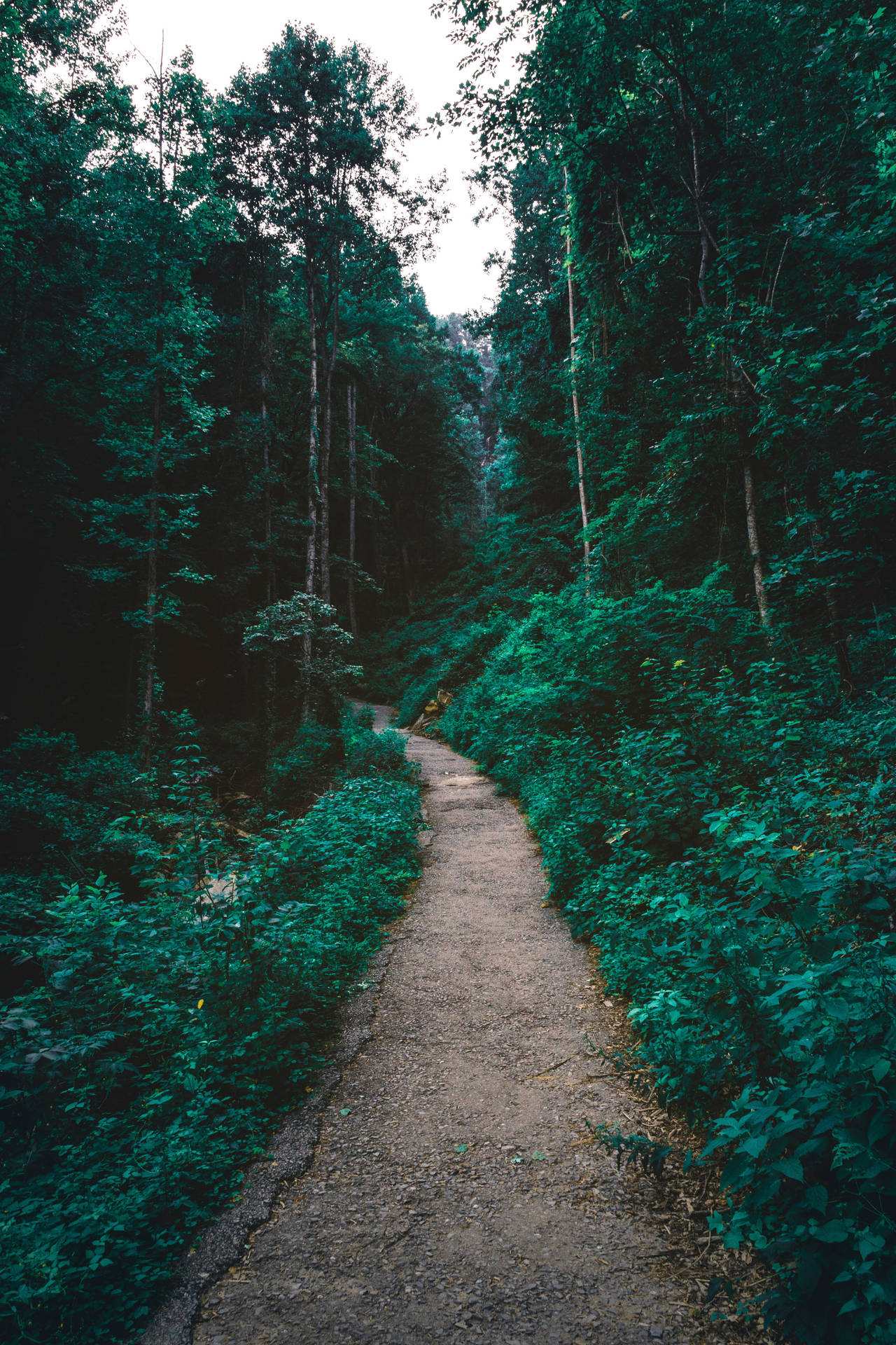 Forest Wallpapers