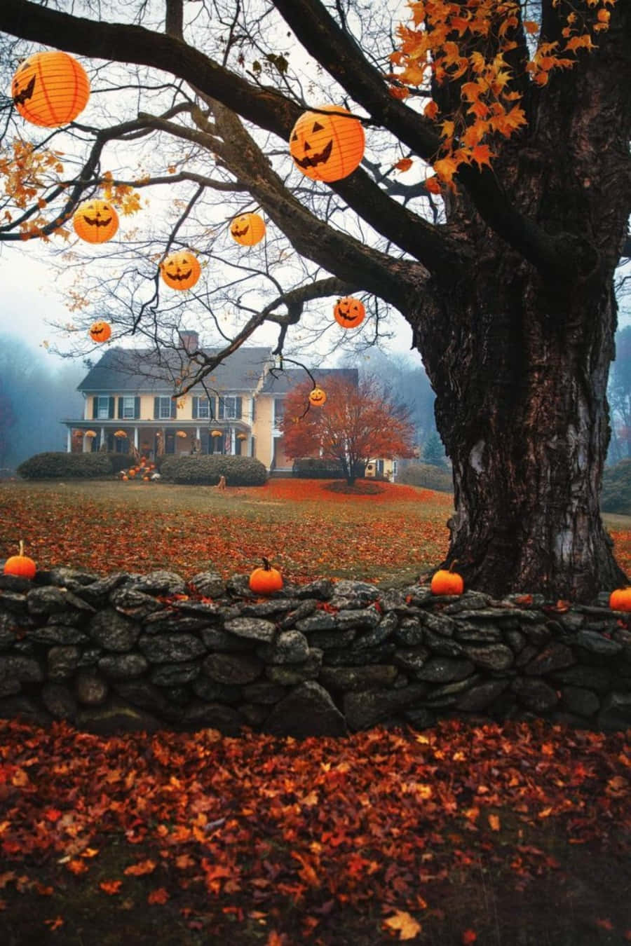 Fall Pictures