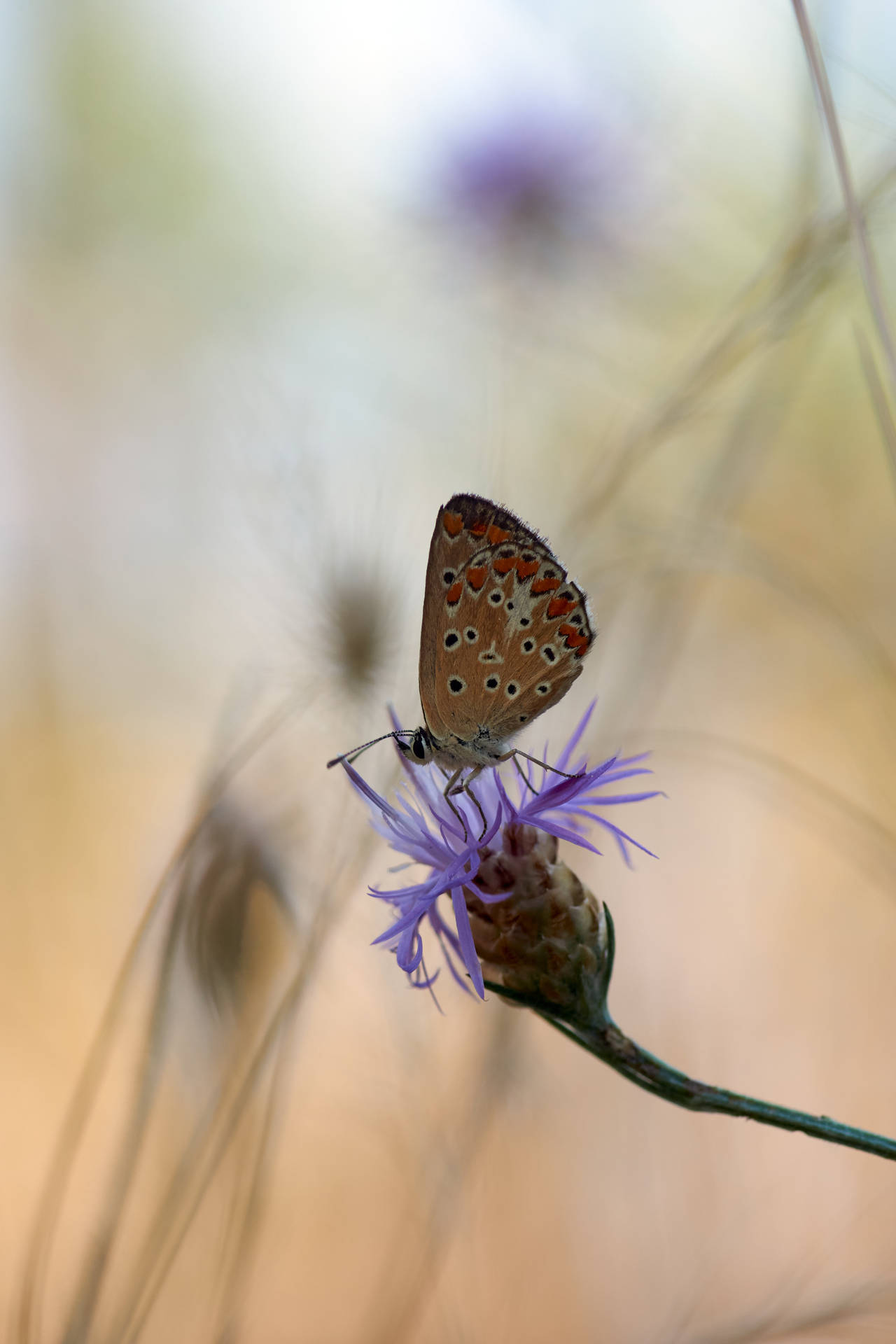 Flower Wallpapers