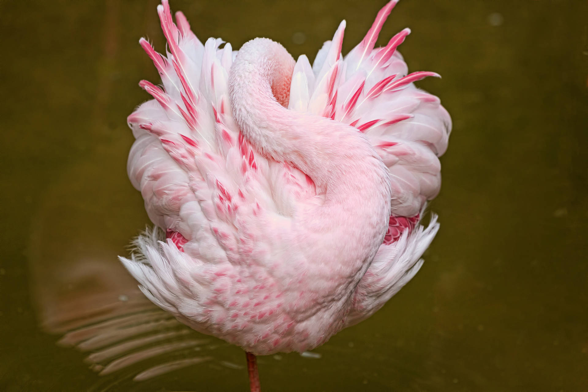 Pink Wallpapers