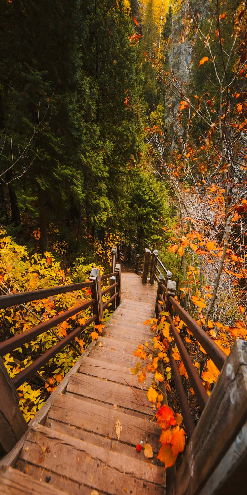Fall Background