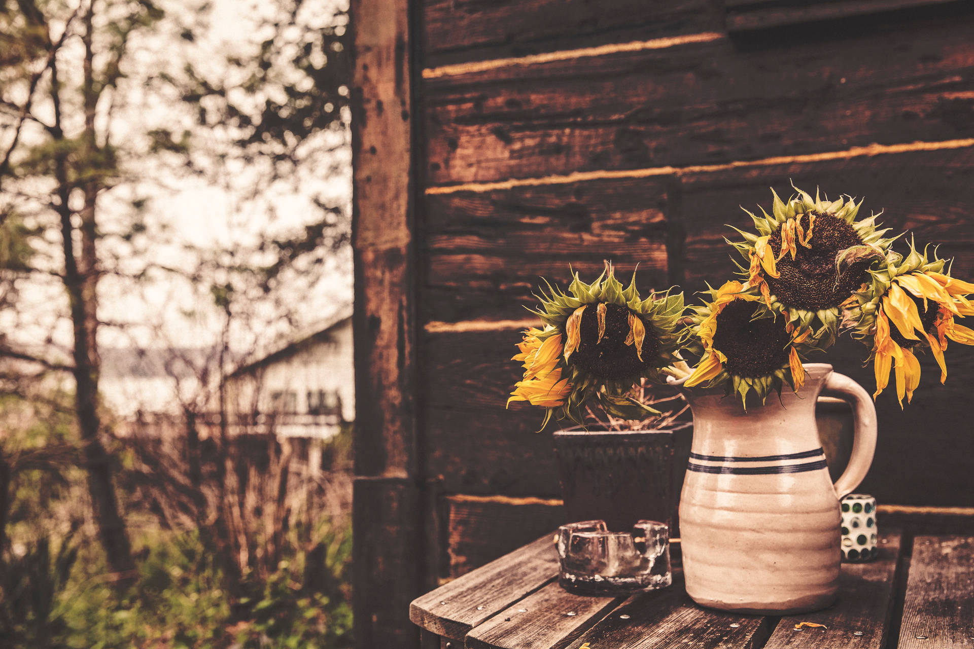 Sunflower Wallpapers