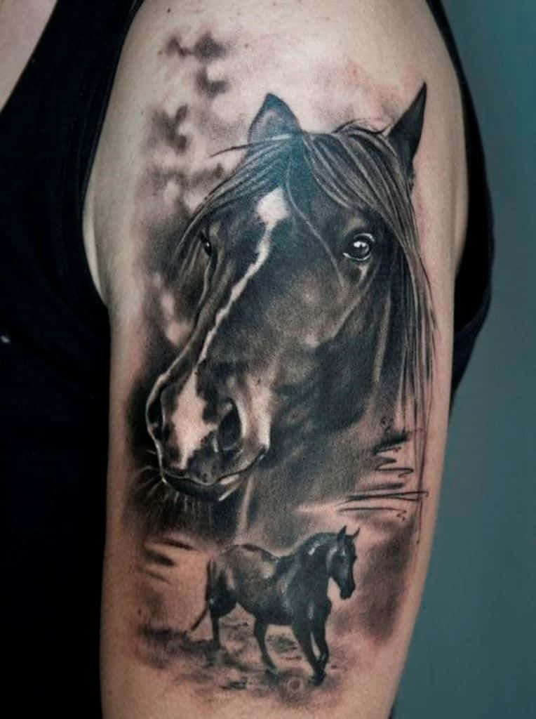 Horse Pictures