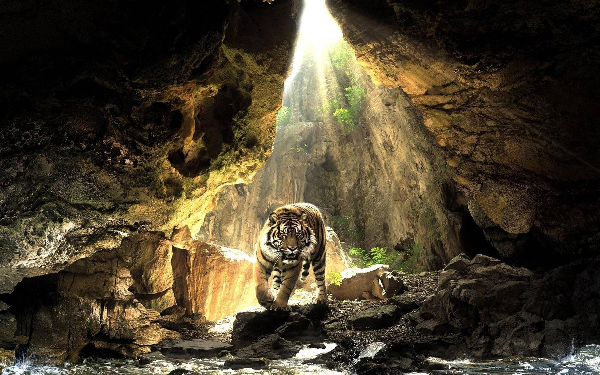 Tiger Animal Cave Wallpaper